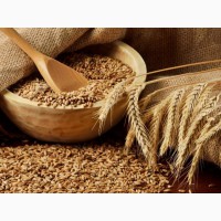 Семена озимой пшеницы, ячменя Краснодарский край