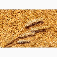 Продам пшеницу из Казахстана