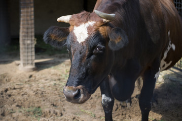 Фото 3. Бычки откормленные, коровы дойные всегда в наличии