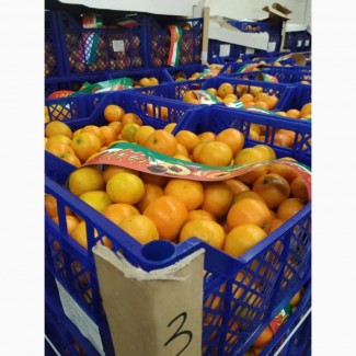 Продам мандарины с 20 тонн от поставщика с Кыргызтана