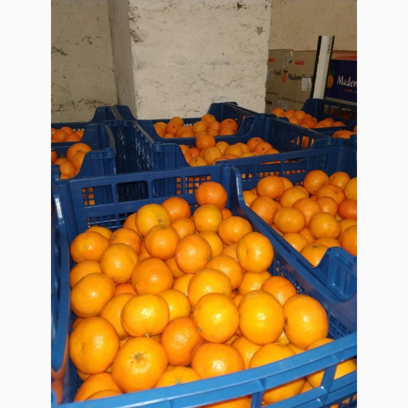 Фото 3. Продам мандарины с 20 тонн от поставщика с Кыргызтана