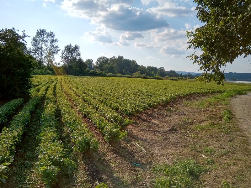 Фото 5. Саженцы виноградной лозы из Сербии