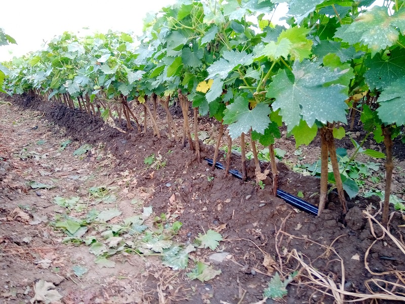 Фото 6. Саженцы виноградной лозы из Сербии