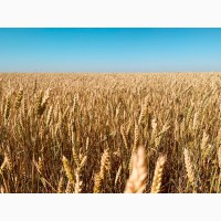 Пшеница из Казахстана, сотрудничество на постоянной основе
