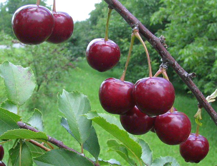 Фото 5. Саженцы вишни из Сербии