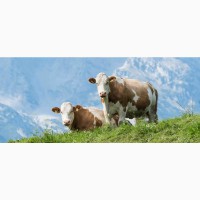 Поставка племенных коров из европы в страны Снг