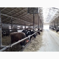 Продам быков, телок, нетелей, тельных коров