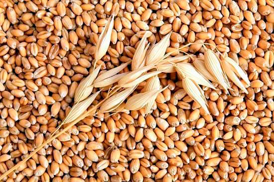 Закуп Пшеницы, Кукурузы и Ячменя