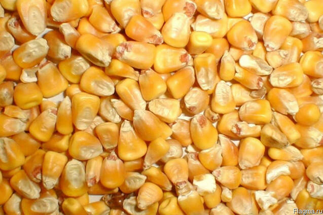 Фото 2. Закуп Пшеницы, Кукурузы и Ячменя