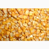 Закуп Пшеницы, Кукурузы и Ячменя