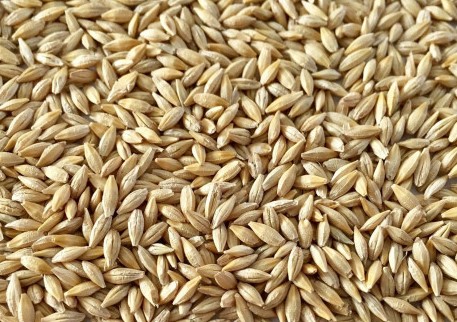 Фото 3. Закуп Пшеницы, Кукурузы и Ячменя