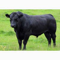 Предоставляем на експорт КРС с Украины - бык, корова жывой вес