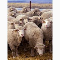 Предоставляем на експорт с Украины - МРС (овцы, ягнята) жывой вес