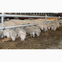 Предоставляем на експорт с Украины - МРС (овцы, ягнята) жывой вес